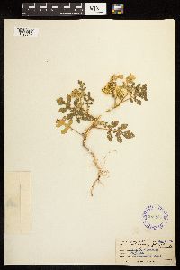 Solanum rostratum image