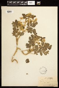 Solanum rostratum image