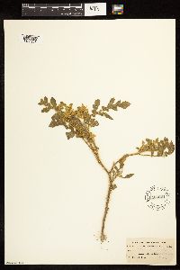 Solanum rostratum image