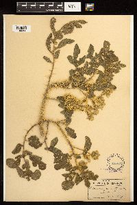 Solanum rostratum image