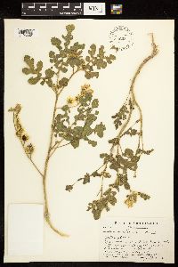 Solanum rostratum image