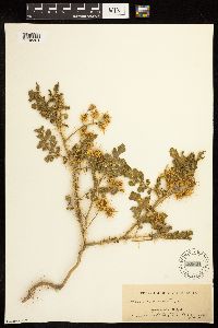Solanum rostratum image