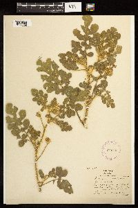 Solanum rostratum image