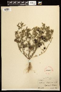 Solanum triflorum image