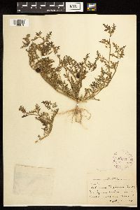 Solanum triflorum image