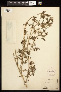 Solanum triflorum image