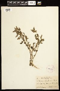 Solanum triflorum image