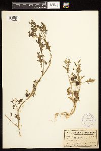 Solanum triflorum image