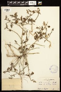 Solanum triflorum image