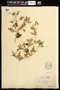 Solanum triflorum image