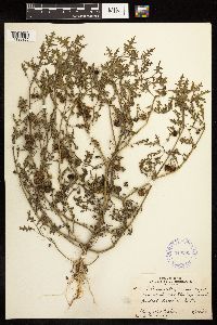 Solanum triflorum image