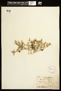Solanum triflorum image