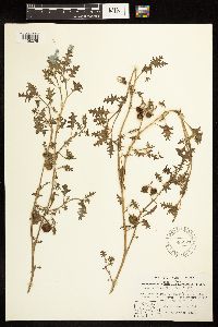 Solanum triflorum image