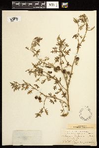 Solanum triflorum image