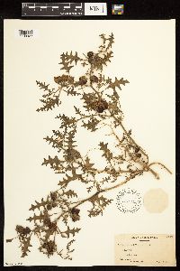 Solanum triflorum image