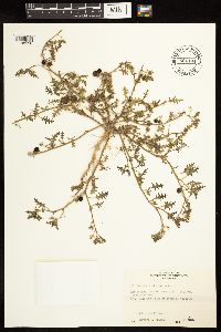 Solanum triflorum image