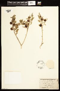 Solanum triflorum image