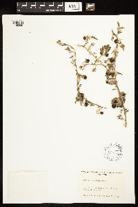 Solanum triflorum image