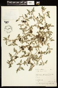 Solanum triflorum image