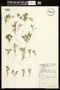 Solanum triflorum image