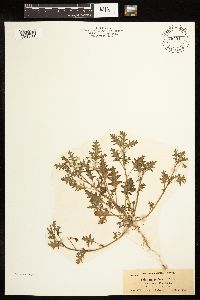 Solanum triflorum image