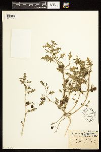 Solanum triflorum image