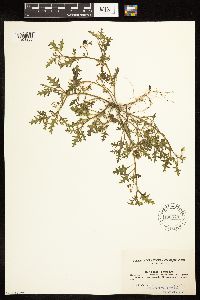 Solanum triflorum image