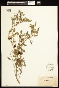 Solanum triflorum image
