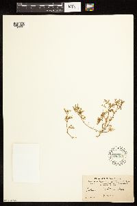 Solanum triflorum image