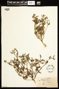 Solanum triflorum image