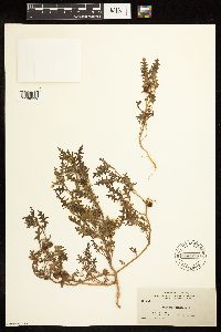 Solanum triflorum image