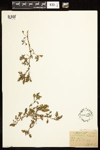 Solanum triflorum image