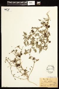 Solanum triflorum image