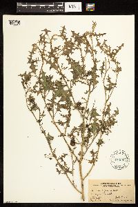 Solanum triflorum image