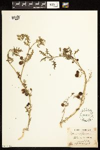 Solanum triflorum image