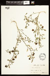 Solanum triflorum image