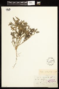 Solanum triflorum image