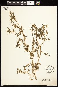 Solanum triflorum image