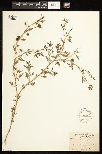 Solanum triflorum image