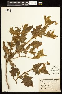 Solanum triflorum image