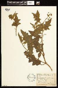 Solanum triflorum image