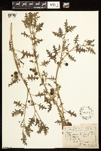 Solanum triflorum image