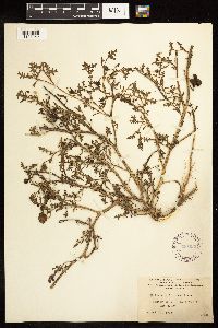 Solanum triflorum image