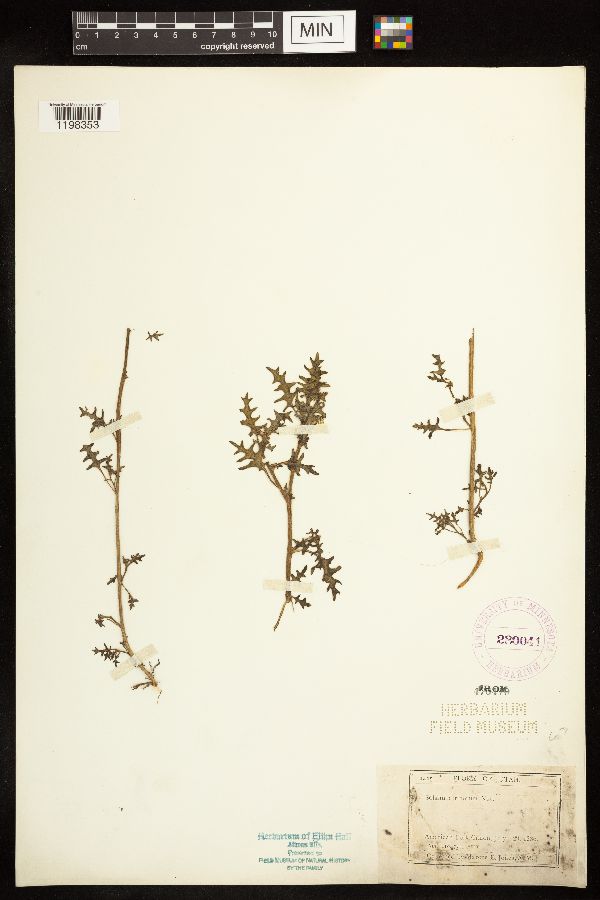 Solanum triflorum image