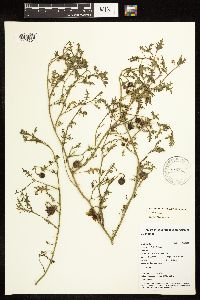 Solanum triflorum image