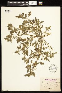 Solanum triflorum image