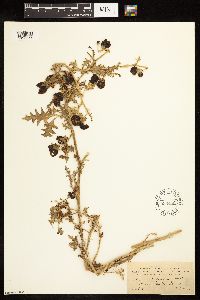 Solanum triflorum image