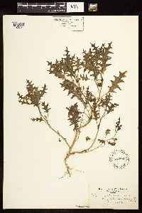 Solanum triflorum image