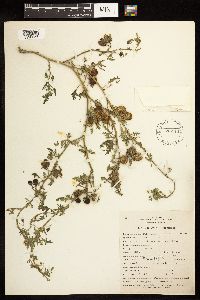 Solanum triflorum image