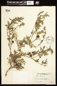 Solanum triflorum image